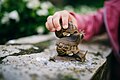 Girl playing with two snails on top of each other, concept of friendship - 50086908518.jpg