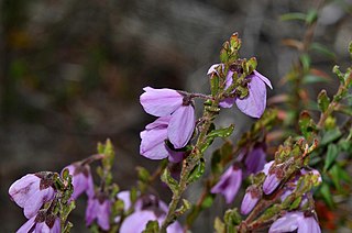 <i>Tetratheca labillardierei</i> Species of flowering plant