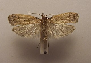 <i>Glaphyrarcha</i> Genus of moths