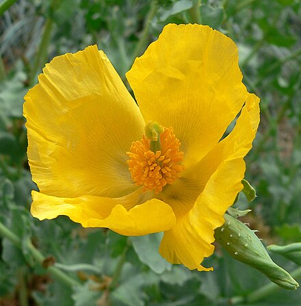 Мачеки купить. Мачок желтый Glaucium flavum. Глауциум (Мачок) желтый. Мачок желтый - Глауциум желтый. Сачок желтый.