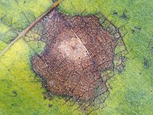 Topside pandang "Juglans regia daun yang terinfeksi" oleh "G. leptostyla"