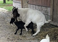 Goats mating