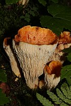   Gomphus floccosus