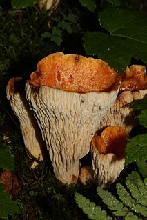 <i>Turbinellus floccosus</i> Species of fungus of the family Gomphaceae native to Asia and North America