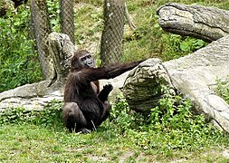 Gorilla