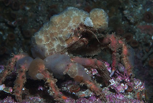 Decorator crab camouflage between the sea floor around algae and moss