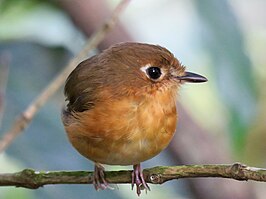 Noordelijke roestborstdwergmierpitta