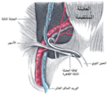 The spermatic cord in the inguinal canal.