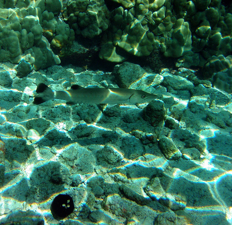 800px-Great_Barracuda%2C_corals%2C_sea_urchin_and_Caustic_%28optics%29_in_Kona%2C_Hawaii_2009.jpg