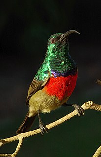 Greater double-collared sunbird Species of bird