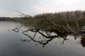 English: Nature Reserve Rothenbachteich (detail: Coarse woody debris), Bermuthshain, Grebenhain, Hesse, Germany This is a picture of the protected area listed at WDPA under the ID 82450