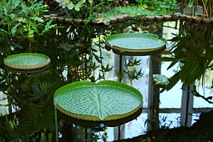 À l'intérieur d'une serre du jardin botanique de Genève.