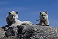 Greenland dog in Ilulissat, Greenland