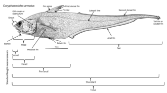 An annotated diagram of the basic external features of an abyssal grenadier and standard length measurements. Grenadier basic external features.png