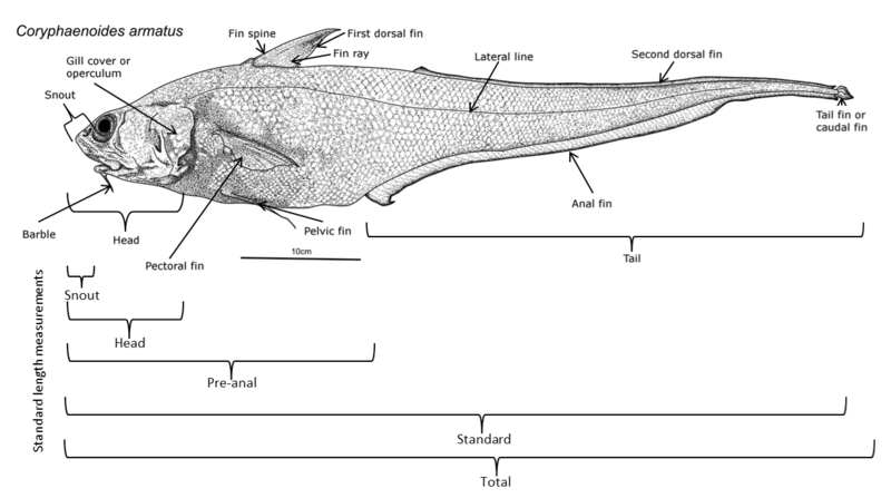 File:Grenadier basic external features.png