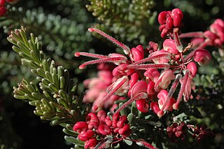 <i>Grevillea lanigera</i> Species of shrub in the family Proteaceae endemic to Victoria and New South Wales in Australia