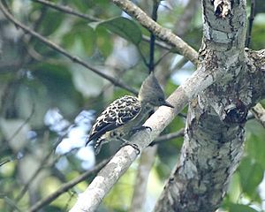 Short-tailed woodpecker (female)