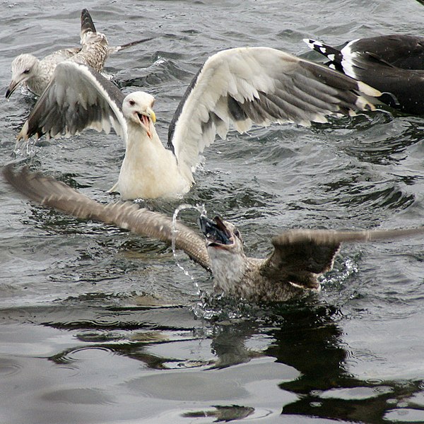 File:Gulls fighting over food at Shetland Catch pier, Lerwick - geograph.org.uk - 1705322.jpg