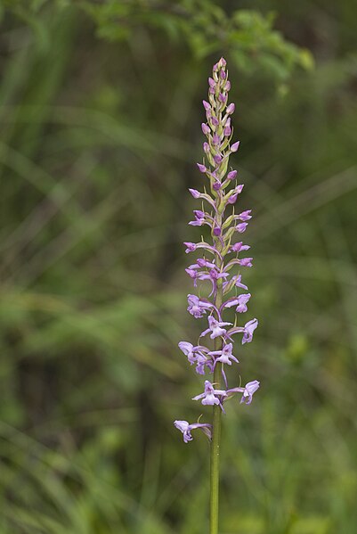 File:Gymnadenia conopsea coteau-charteves 02 23062007 1.jpg