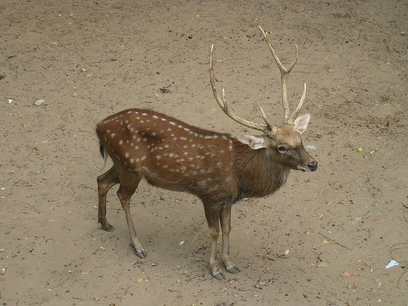 Sika deer - Wikipedia