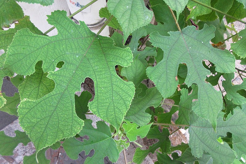 File:HK 上環 Sheung Wan 差館上街 Upper Station Street green tree 構樹 Broussonetia papyrifera June 2018 IX2 05.jpg