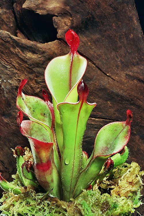 The pitchers of Heliamphora chimantensis are an example of pitfall traps.