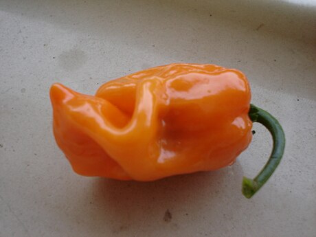 Habanero Orange