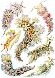 Les nudibranches (Nudibranchia) forment un ordre de mollusques gastéropodes. Ces animaux marins sont caractérisés par leur absence de coquille — d'où leur appellation fréquente de « limaces de mer » — et leurs branchies nues, origine de leur nom.