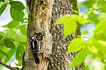 Thumbnail for File:Hairy woodpecker (26670140631).jpg