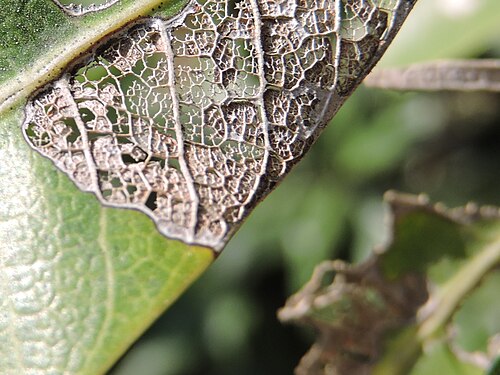 A mango leaf that has been demolished by action of insects in Hyderabad, India.