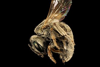 Halictus tectus is a bee of the most disparate of man-made environments. It loves construction sites, playgrounds, and human wastelands of all kinds. Halictus tectus, f, montgomery co, md, side 2016-07-19-15.15 (28502140932).jpg