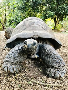 Tortoise in the Haller Park Haller Park 05.jpg