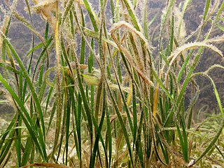 Cymodoceaceae Family of aquatic plants