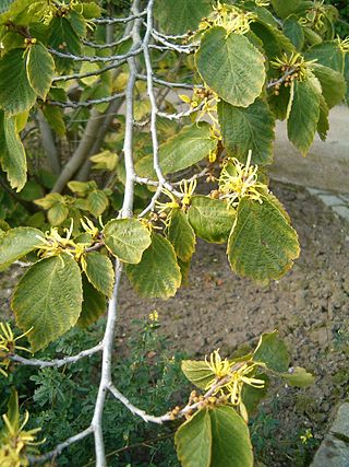 <i>Hamamelis virginiana</i> Species of plant
