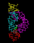 Vignette pour Ribozyme en tête de marteau