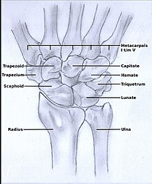 Scaphoid artrosis - Láb anatómiája