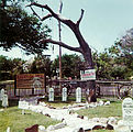 Hanging Tree at Museum