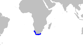 A Haploblepharus_pictus_distmap.png kép leírása.