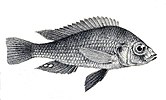 Haplochromis cinereus
