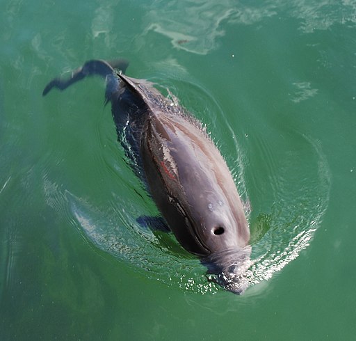 Harbor Porpoise.3