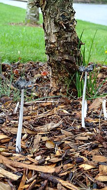 Harefoot Mushroom (Coprinopsis lagopus), North Seattle College Harefoot Mushroom.JPG