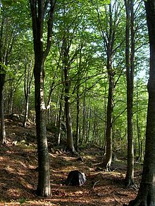 Hayas de Pilio (Grecia), el bosque más austral de Europa.