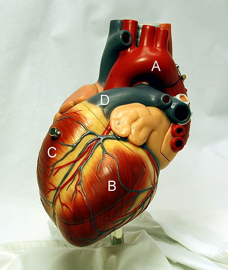 ไฟล์:Heart_with_ventricles_and_arteries.jpg