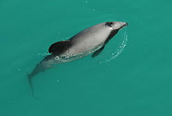 Hectors Dolphin near Akaroa.jpg