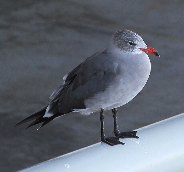 File:Heermann's Gull in Monterey Bay (14962236634).jpg