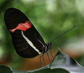 Postman Butterfly