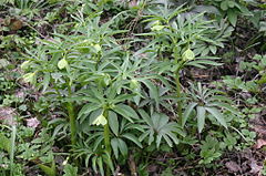 Description de l'image Helleborus dumetorum (Hecken-Nieswurz) IMG 34924.JPG.