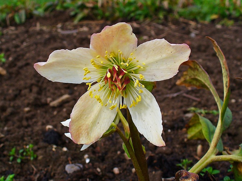 File:Helleborus niger 002.JPG