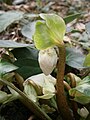 Helleborus niger bud