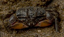 Heloecius cordiformis - Semaphore crab - juvenile.jpg